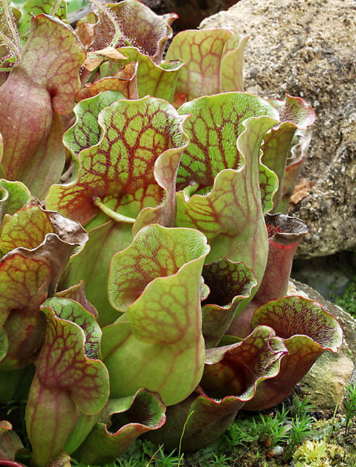 Insectivorous Pitcher Plant (Sarracenia purpurea ssp. venosa)